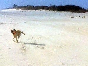 dennis oppenheims dog, twister